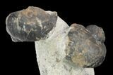 Two Devonian Gastropod Fossils - Issoumour, Morocco #126272-1